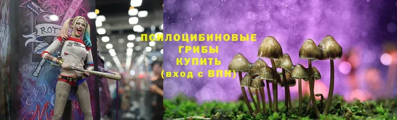 Псилоцибиновые грибы Psilocybine cubensis  Пермь 